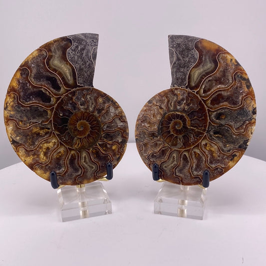 Ammonite Fossil Set with Nice Red Hues. #2