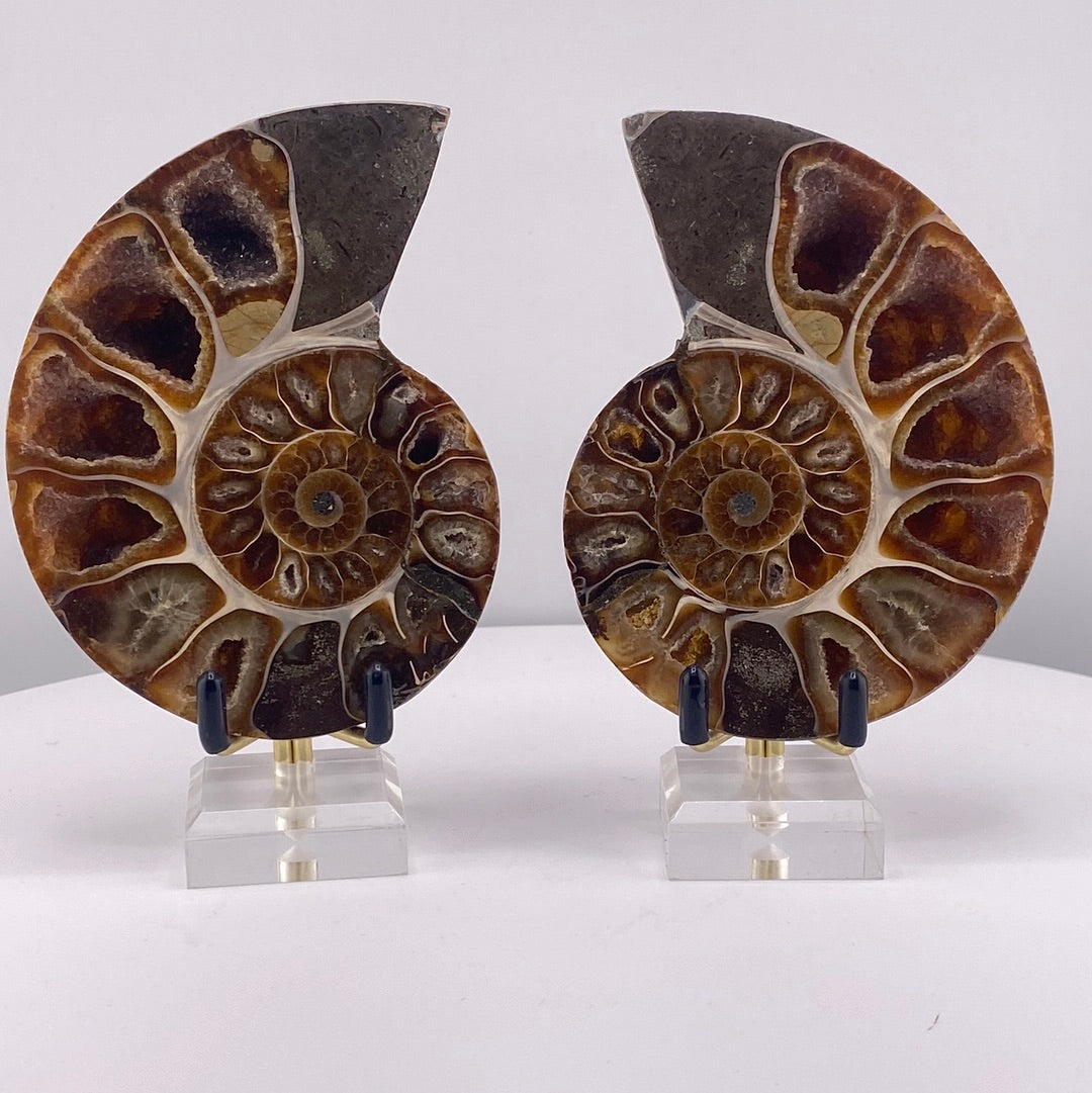 Ammonite Fossil Set with Nice Red Hues and Deep Caves . #3