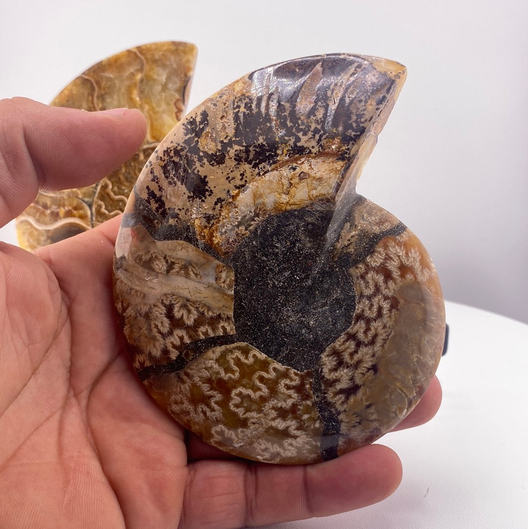Ammonite Fossil, Polished Set. #1