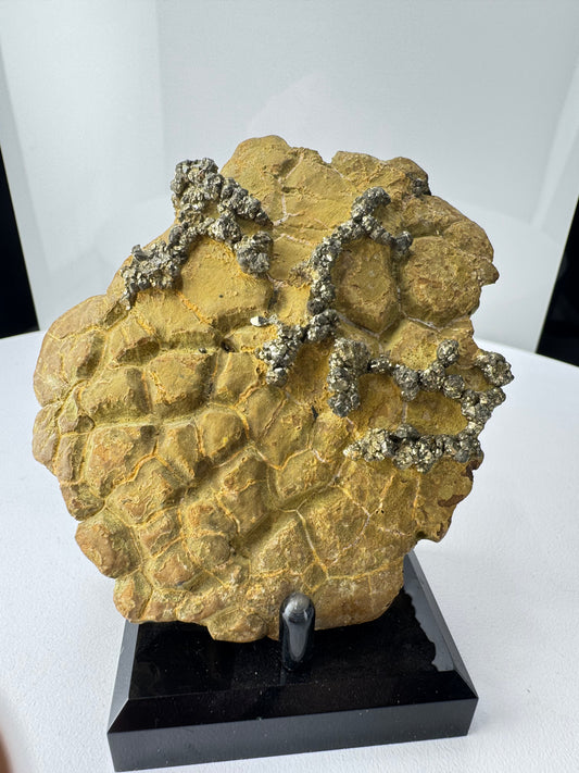 Pyrite on Limonite Matrix - Kharan, Baluchistan Province, Pakistan.