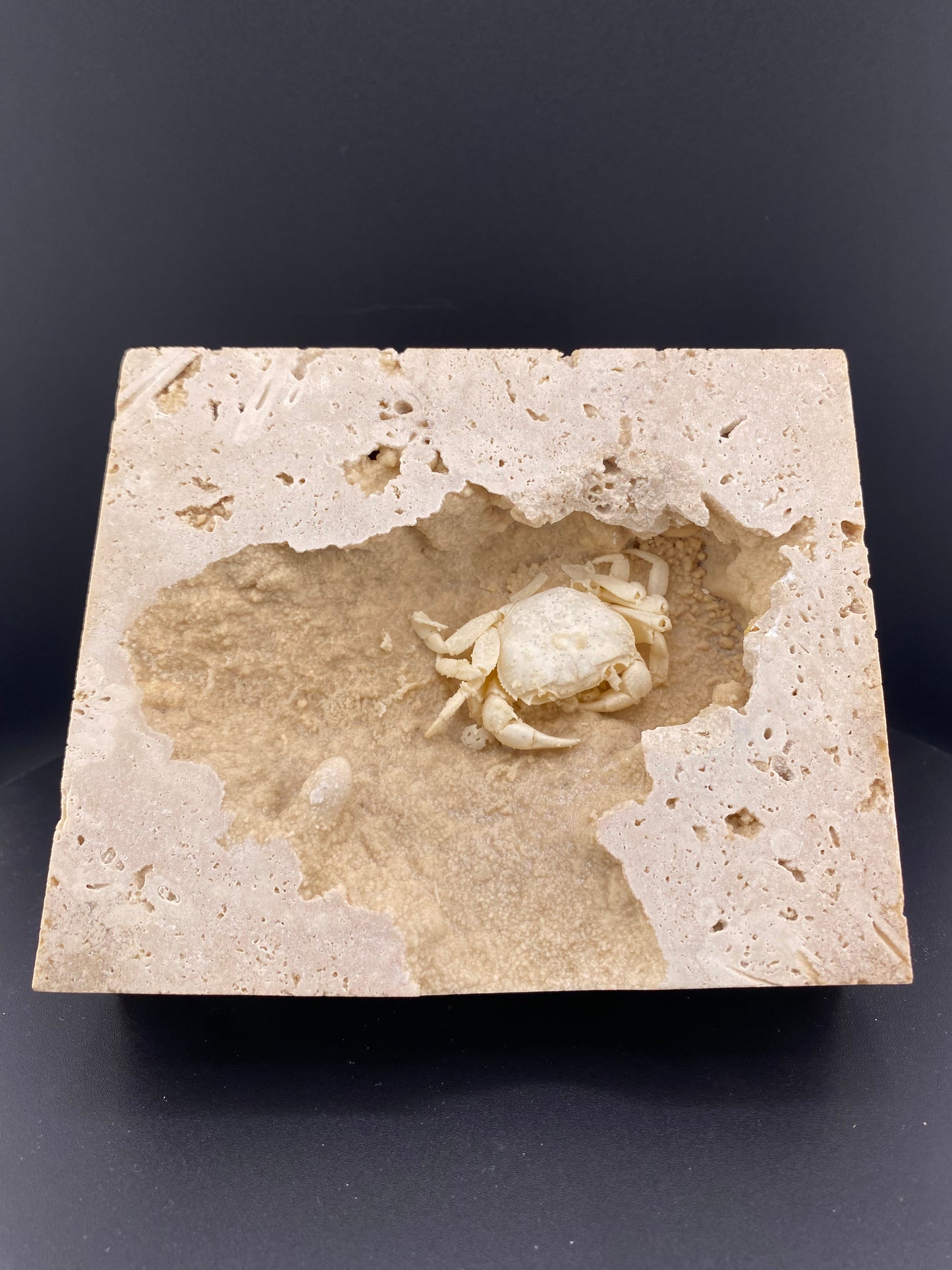 Fossilized Freshwater Crab